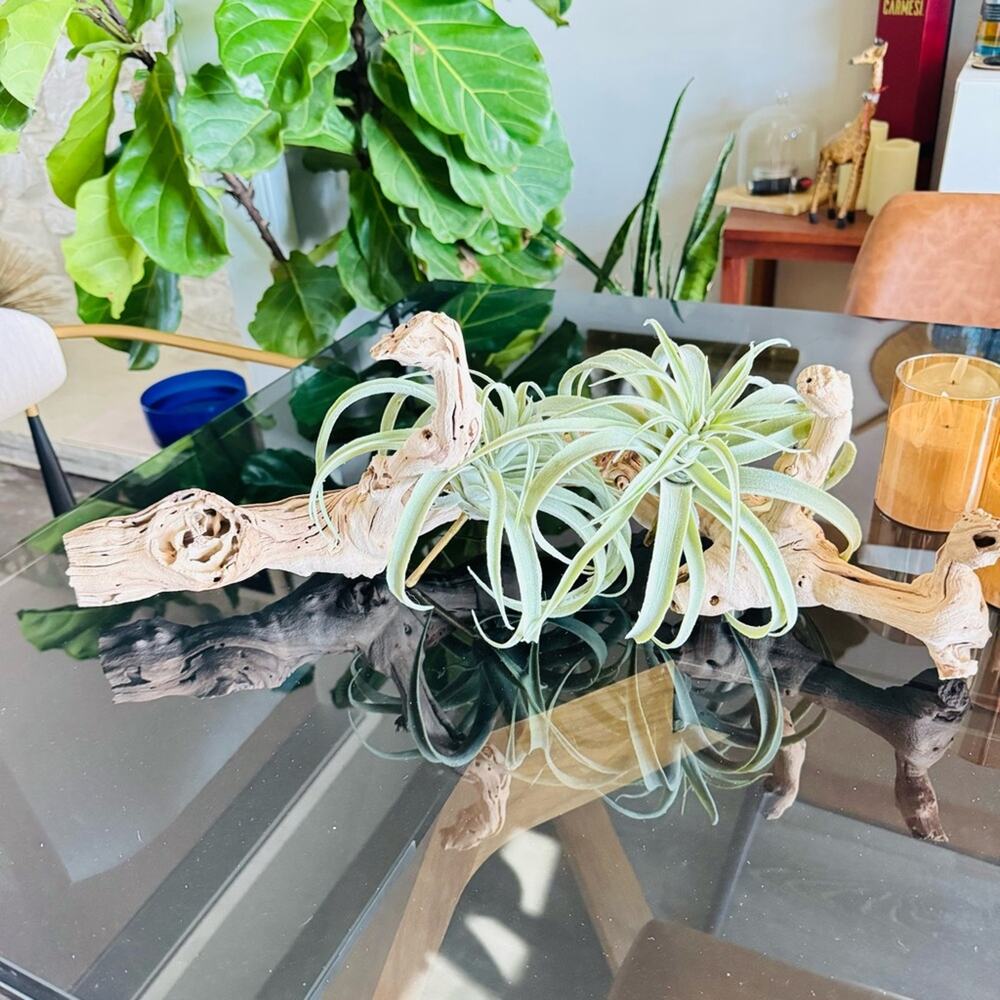 NEW POTTERY BARN Tan Grape Wood Mint Green Faux Air Plant Tabletop Decor Display - Picture 11 of 13